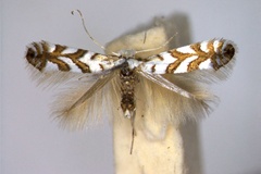 Phyllonorycter geniculella