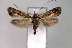 Caloptilia octopunctata