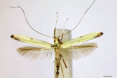 Caloptilia mwamba