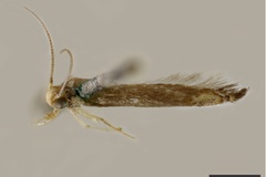 Acrocercops chalinopa