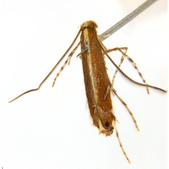 /filer/webapps/moths_gc/media/images/G/gunniella_Neurostrota_A167_ANIC.jpg