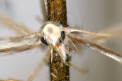 Phyllocnistis diplomochla