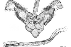 Conopomorpha oceanica