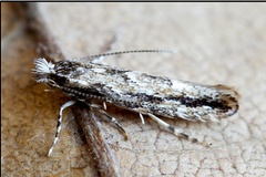 Phyllonorycter issikii