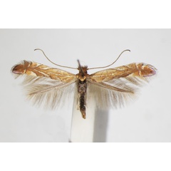 /filer/webapps/moths_gc/media/images/M/messaniella_Phyllonoycter_A_ZSM.jpg