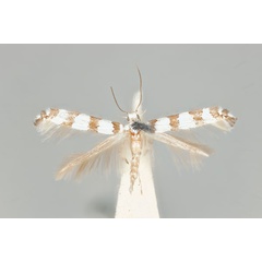 /filer/webapps/moths_gc/media/images/A/antimima_Acrocercops_ST_ANIC31-087273_dorsal.jpg