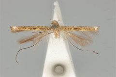 Cuphodes microta