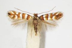 Phyllonorycter klemannella