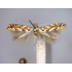 /filer/webapps/moths_gc/media/images/A/apparella_Phyllonorycter_A_EIHU.jpg