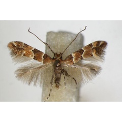 /filer/webapps/moths_gc/media/images/T/trifasciella_Phyllonorycter_A_ZSM_2.jpg