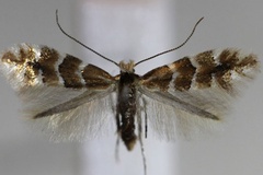Phyllonorycter emberizaepenella