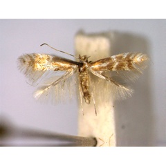 /filer/webapps/moths_gc/media/images/M/madeirae_Phyllonorycter_PT_EIHU_2.jpg