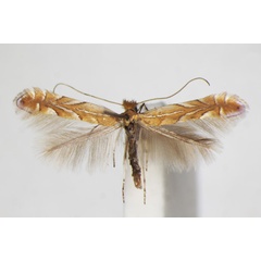 /filer/webapps/moths_gc/media/images/B/belotella_Phyllonorycter_A_ZSM.jpg