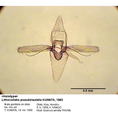 /filer/webapps/moths_gc/media/images/P/pseudolautella_Phyllonorycter_GM_HT_44_EIHU.jpg