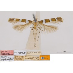 /filer/webapps/moths_gc/media/images/C/chionosema_Acrocercops_ST_ANIC.jpg