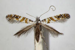 Gracillaria albicapitata