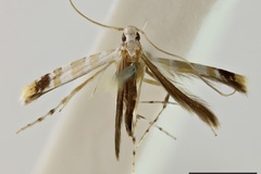 Acrocercops melanocosma