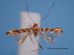 /filer/webapps/moths_gc/media/images/B/barlowi_Cameraria_HT_EIHU_.jpg