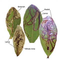 /filer/webapps/moths_gc/media/images/K/kolea_Philodoria_Mine_Kobayashi-etal_2018_135.jpg