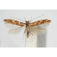 /filer/webapps/moths_gc/media/images/B/brunnea_Phyllonorycter_A_ZSM_2.jpg