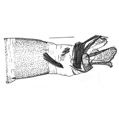 /filer/webapps/moths_gc/media/images/S/spermotrophus_Cuphodes_PT_GM1_Triberti-etal_2026_124.jpg