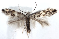 Phyllonorycter acerifoliella