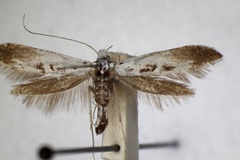 Ornixola caudulatella