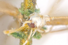 Acrocercops albomaculella