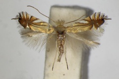 Phyllonorycter scitulella