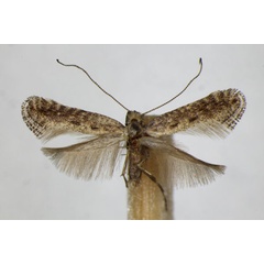 /filer/webapps/moths_gc/media/images/C/carpinella_Parornix_A_ZSM.jpg