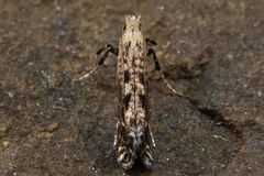 Parornix scoticella