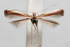 Caloptilia cataractias