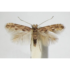 /filer/webapps/moths_gc/media/images/P/pastorella_Phyllonorycter_A_ZSM_4.jpg