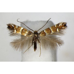 /filer/webapps/moths_gc/media/images/K/klemannella_Phyllonorycter_A_ZSM_2.jpg