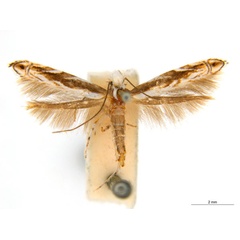 /filer/webapps/moths_gc/media/images/T/trigonophora_Epicephala_AF20_ANIC.jpg