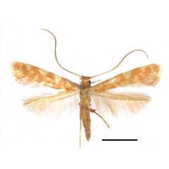/filer/webapps/moths_gc/media/images/C/ceryneia_Caloptilia_PTF_RMNH.INS.25565.jpg