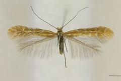 Cremastobombycia socoromaensis