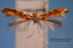 Phyllonorycter kumatai
