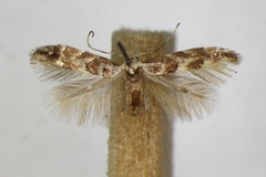 /filer/webapps/moths_gc/media/images/S/sagitella_tremulae_Phyllonorycter_A_ZSM_2.jpg