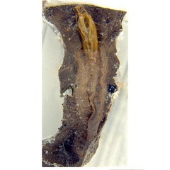 /filer/webapps/moths_gc/media/images/B/breynella_Diphtheroptila_PT2_pupa_ANIC.jpg