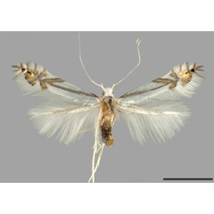 /filer/webapps/moths_gc/media/images/T/tropaeolicola_Phyllocnistis_HT_USNM.jpg