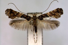 Caloptilia sapiivora