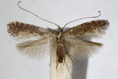 Parornix fagivora