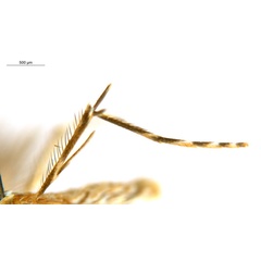 /filer/webapps/moths_gc/media/images/G/glochidiella_Diphtheroptila_PT_leg_ANIC.jpg