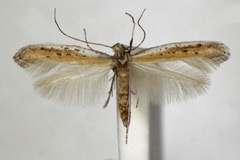 Aspilapteryx anagensis