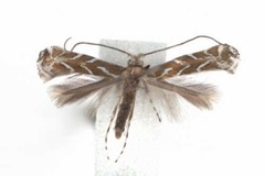 Aristaea onychota