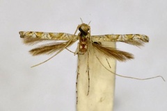 Acrocercops cyma