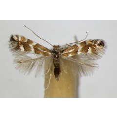 /filer/webapps/moths_gc/media/images/S/salicicolella_Phyllonorycter_A_ZSM_2.jpg