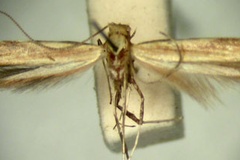 Aspilapteryx grypota