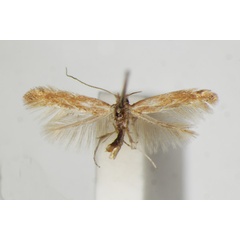 /filer/webapps/moths_gc/media/images/S/staintonella_Phyllonorycter_A_ZSM_3.jpg